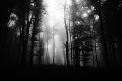Фотообои Стволы деревьев в лесу Артикул 36639