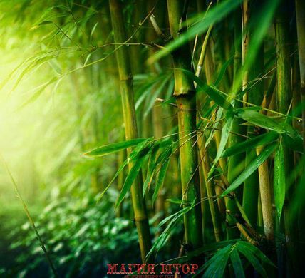 Фотообои Лучи солнца в роще бамбука Артикул 5139
