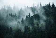 Фотообои Туман в лесу Артикул 36599