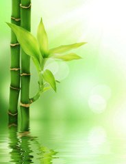 Фотообои Листья бамбука Артикул 1651
