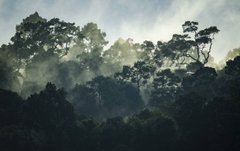 Фотообои Деревья в тумане Артикул 36534