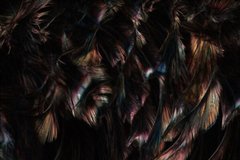 Фотообои Цветные перья в темноте Артикул shut_1386