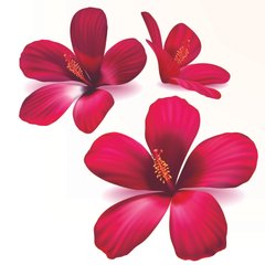 3D Фотообои Розовые 3д цветы Артикул 24161