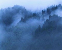 Фотообои Туман над деревьями Артикул 0806