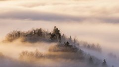 Фотообои Белый туман над лесом Артикул 36459