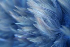 Фотообои Синие перья Артикул shut_1413