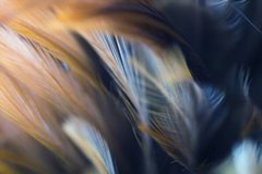 Фотообои Бежевые перья на темном фоне Артикул shut_1394