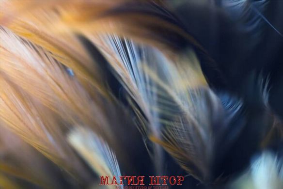 Фотообои Бежевые перья на темном фоне Артикул shut_1394