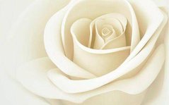 3D Фотообои Белая роза Артикул dec-488