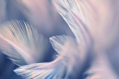 Фотообои Белые перья на фиолетовом фоне Артикул shut_1417