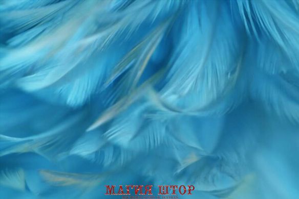 Фотообои Перья насыщенного голубого цвета Артикул shut_1414