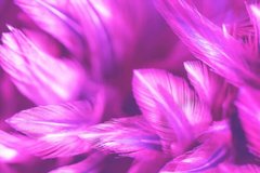 Фотообои Перья насыщенного розового цвета Артикул shut_1406