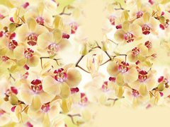 Фотообои Желтые орхидеи Артикул 23569