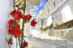 Фотообои Цветы на улице в Греции Артикул 3445