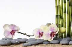 Фотообои Орхидея и бамбук Артикул 14158