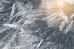 Фотообои Белые перья в лучах солнца Артикул adob_1806