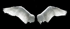 Фотообои Белые крылья Артикул 3295