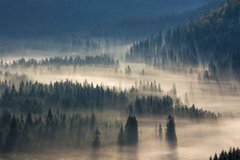 Фотообои Густой лес в тумане Артикул shut_3835