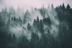 Фотообои Белый туман в лесу Артикул 36576