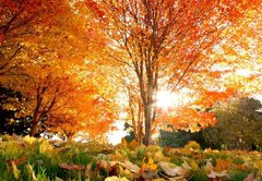 Фотообои Дерево с оранжевой листвой Артикул 0487