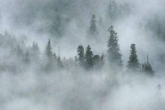Фотообои Ели в густом тумане Артикул 36574