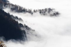 Фотообои Туман в лесу Артикул shut_3590