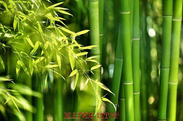 Фотообои Листья бамбука Артикул 27556