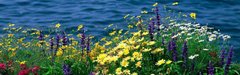Фотообои Цветы у моря Артикул 1153