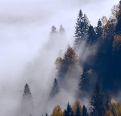 Фотообои Деревья в белом тумане Артикул 36538