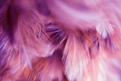Фотообои Ярко-розовые перья Артикул shut_1378