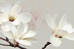 3D Фотообои Белоснежные магнолии Артикул 39023
