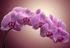 Фотообои Розовая орхидея Артикул 14135