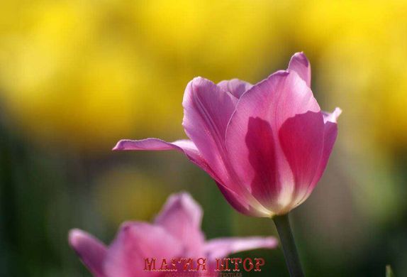 Фотообои Розовые тюльпаны Артикул 1068