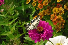 Фотообои Бабочка и цветы Артикул 0882