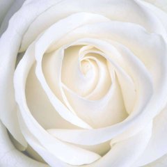 Фотообои Бутон белой розы Артикул 5251