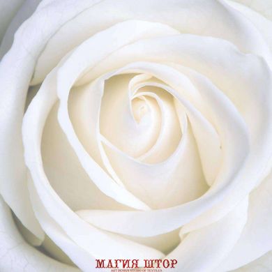 Фотообои Бутон белой розы Артикул 5251