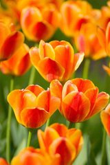 Фотообои Оранжевые тюльпаны Артикул 4117