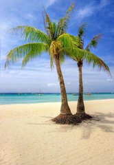 Фотообои Две пальмы на берегу моря Артикул 0528