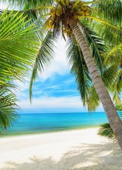 Фотообои Пальма на пляже Артикул 15778