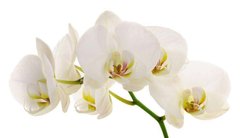Фотообои Ветка белой орхидеи Артикул 19163