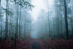 Фотообои Лес в тумане Артикул nus_10430