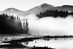 Фотообои Черно-белый лес в тумане Артикул nus_22258