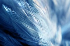 Фотообои Блики на ярко-синих перьях Артикул shut_1523