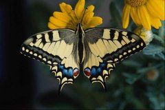 Фотообои Бабочка на цветке Артикул 0887