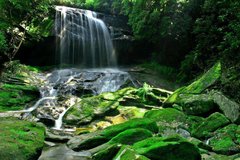 Фотообои Водопад в зеленом лесу Артикул 5381