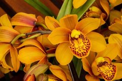 Фотообои Желтые орхидеи с крапинками Артикул nfi_01330