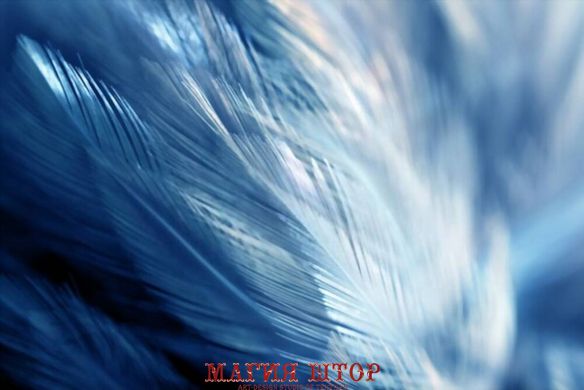 Фотообои Блики на ярко-синих перьях Артикул shut_1523