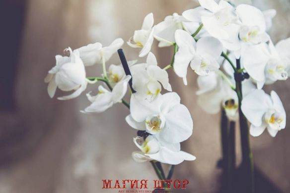 Фотообои Белая орхидея Артикул alph_10049