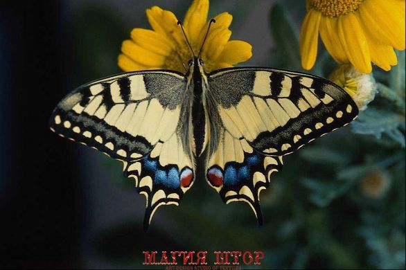 Фотообои Бабочка на цветке Артикул 0887