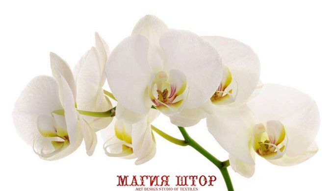 Фотообои Ветка белой орхидеи Артикул 19163